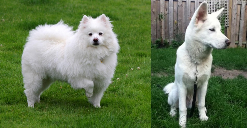 Phung San vs American Eskimo Dog - Breed Comparison