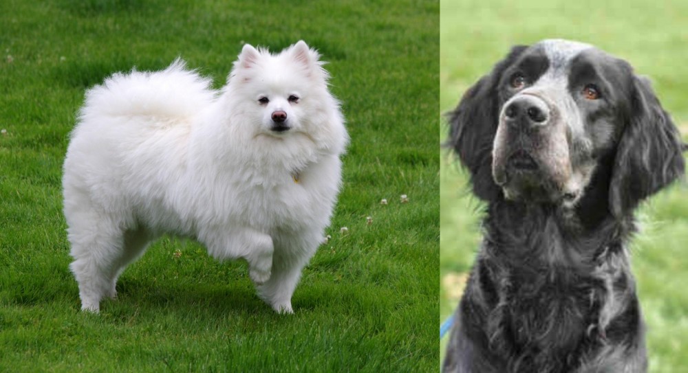 Picardy Spaniel vs American Eskimo Dog - Breed Comparison