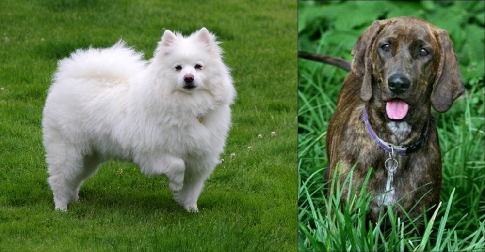 Plott Hound vs American Eskimo Dog - Breed Comparison