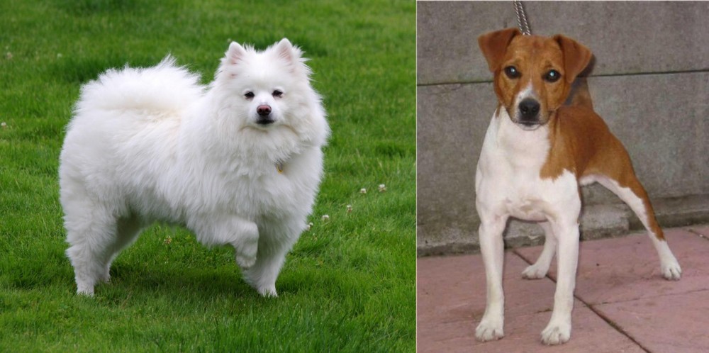 Plummer Terrier vs American Eskimo Dog - Breed Comparison