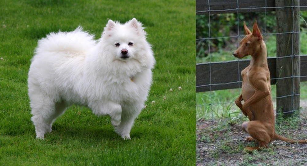 Podenco Andaluz vs American Eskimo Dog - Breed Comparison