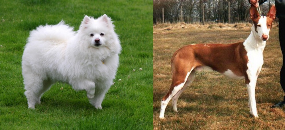 Podenco Canario vs American Eskimo Dog - Breed Comparison