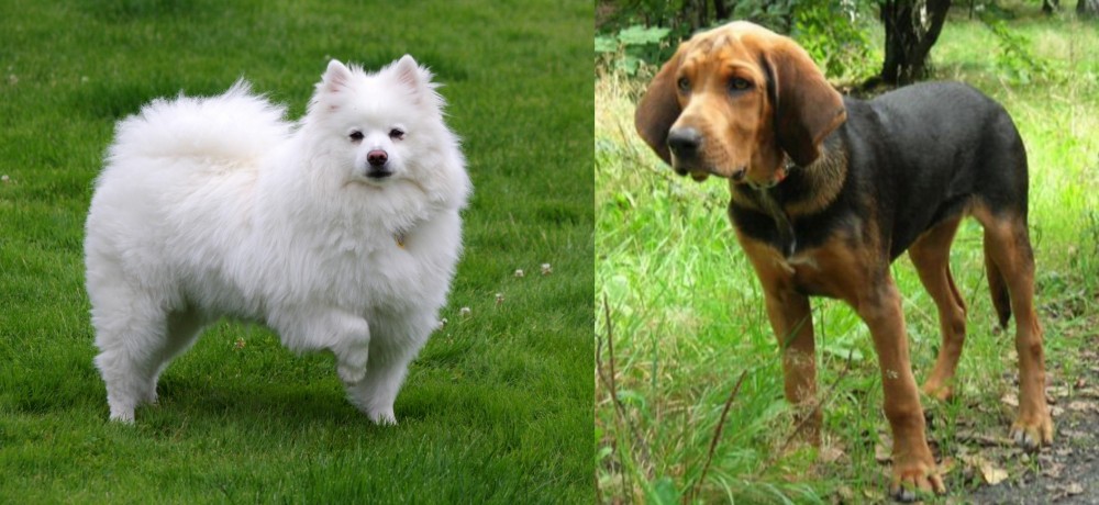 Polish Hound vs American Eskimo Dog - Breed Comparison