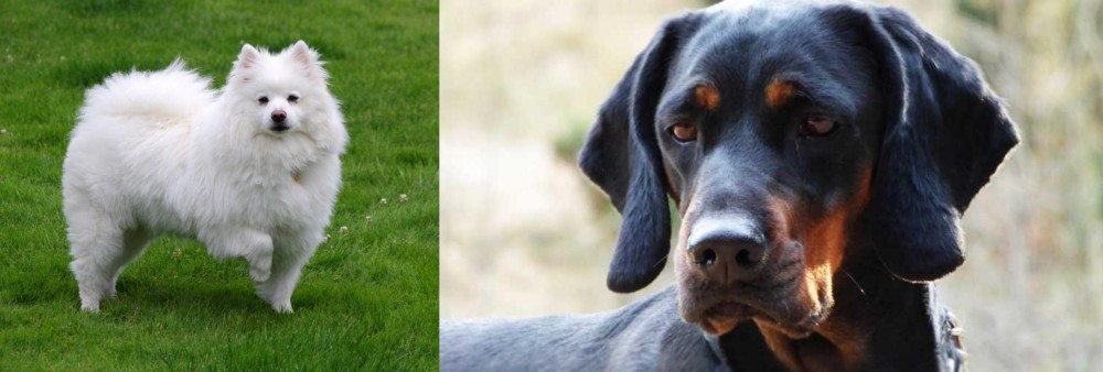 Polish Hunting Dog vs American Eskimo Dog - Breed Comparison