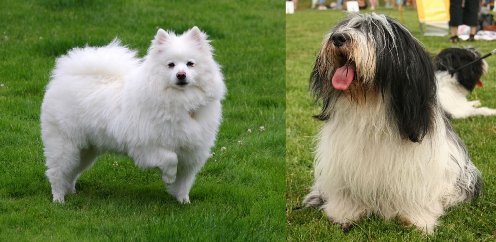 Polish Lowland Sheepdog vs American Eskimo Dog - Breed Comparison