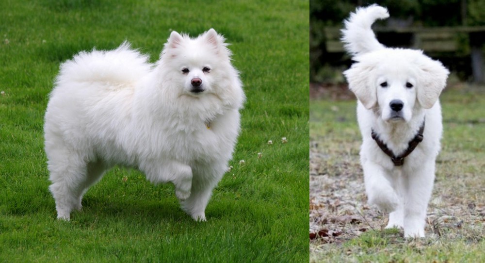 Polish Tatra Sheepdog vs American Eskimo Dog - Breed Comparison