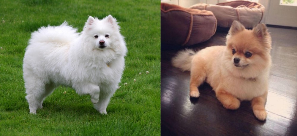 Pomeranian vs American Eskimo Dog - Breed Comparison