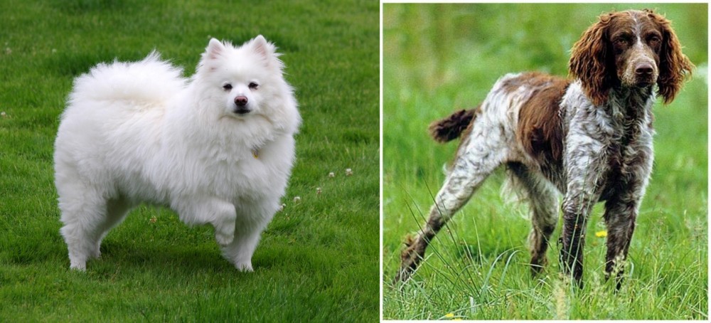 Pont-Audemer Spaniel vs American Eskimo Dog - Breed Comparison