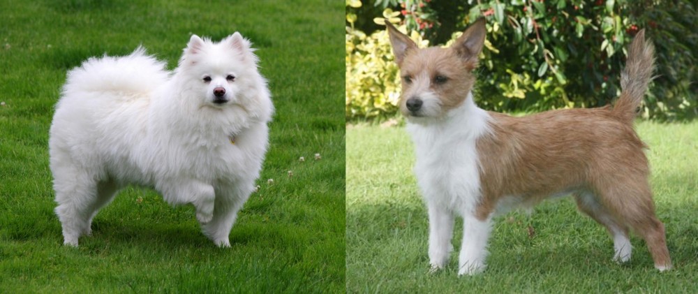 Portuguese Podengo vs American Eskimo Dog - Breed Comparison