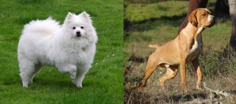 Portuguese Pointer vs American Eskimo Dog - Breed Comparison
