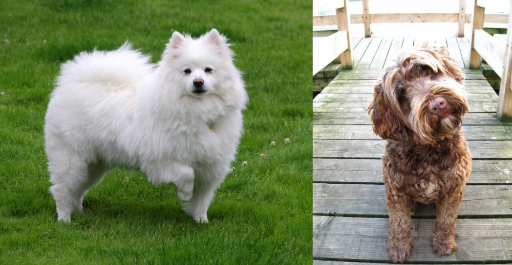 Portuguese Water Dog vs American Eskimo Dog - Breed Comparison