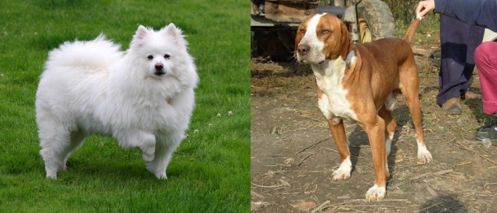 Posavac Hound vs American Eskimo Dog - Breed Comparison