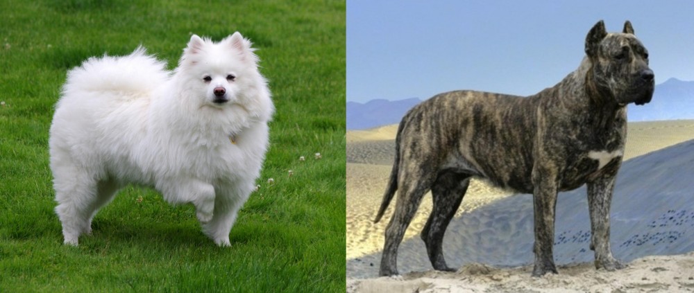 Presa Canario vs American Eskimo Dog - Breed Comparison