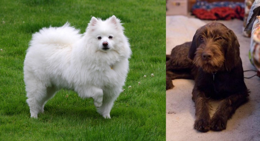 Pudelpointer vs American Eskimo Dog - Breed Comparison
