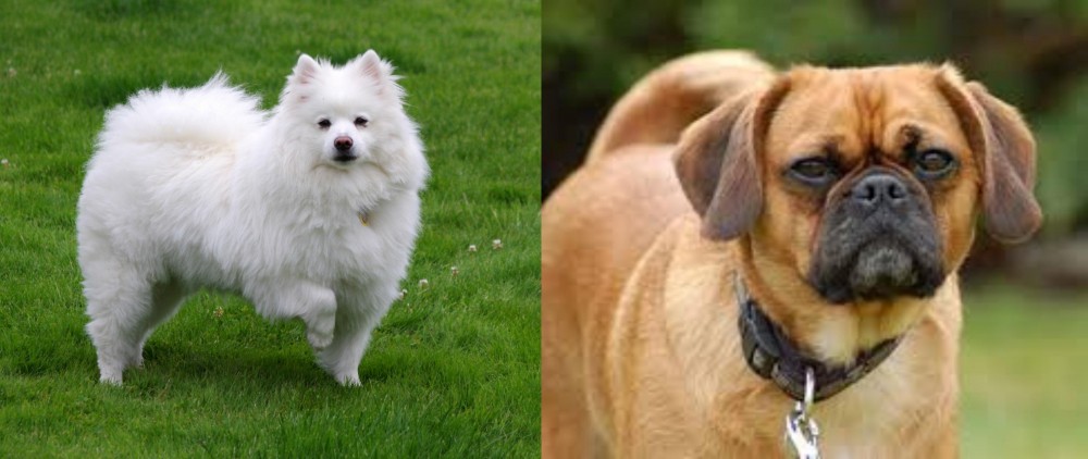 Pugalier vs American Eskimo Dog - Breed Comparison