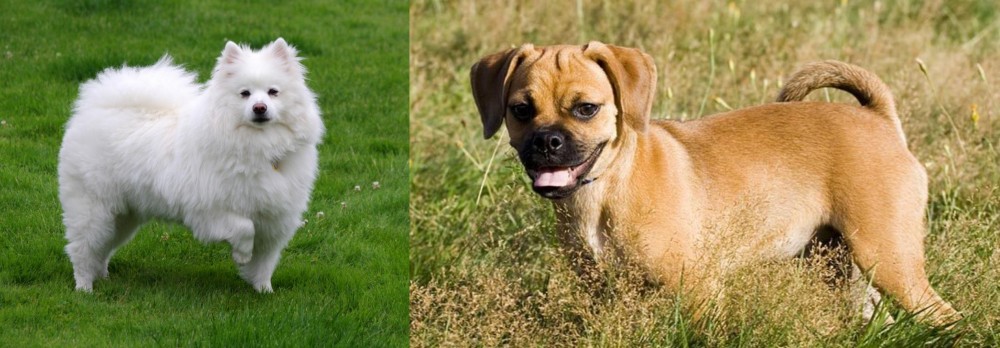 Puggle vs American Eskimo Dog - Breed Comparison
