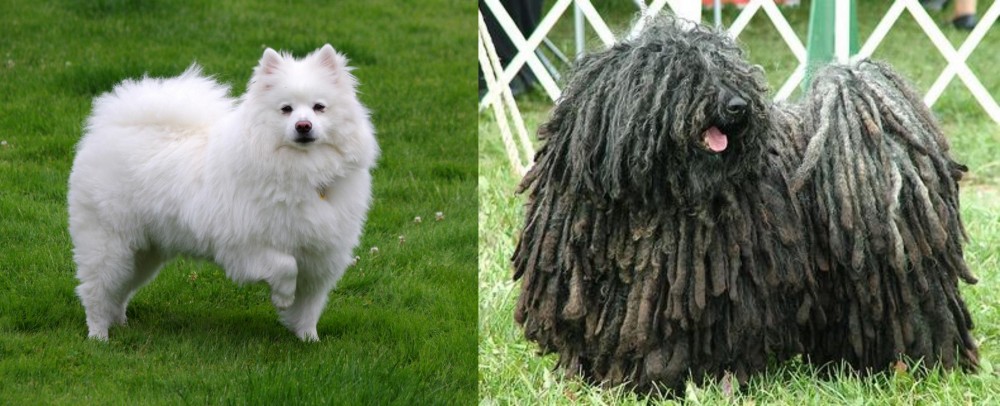 Puli vs American Eskimo Dog - Breed Comparison