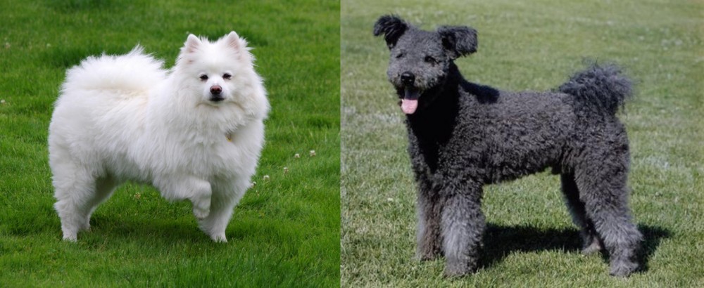 Pumi vs American Eskimo Dog - Breed Comparison