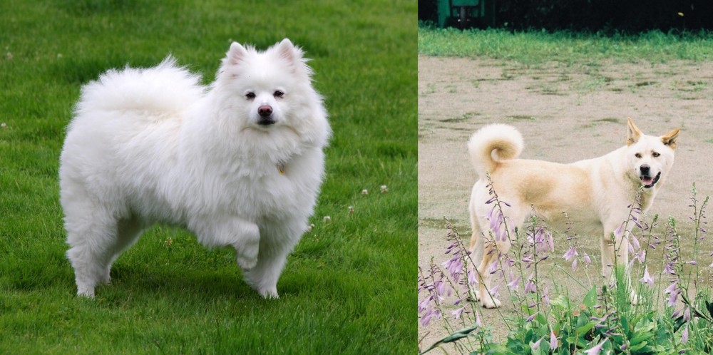 Pungsan Dog vs American Eskimo Dog - Breed Comparison