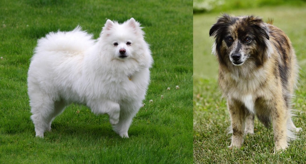 Pyrenean Shepherd vs American Eskimo Dog - Breed Comparison