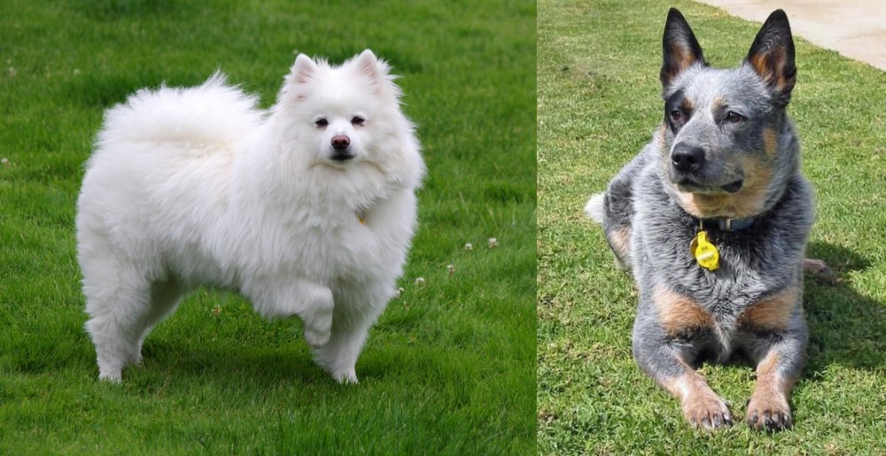 Queensland Heeler vs American Eskimo Dog - Breed Comparison