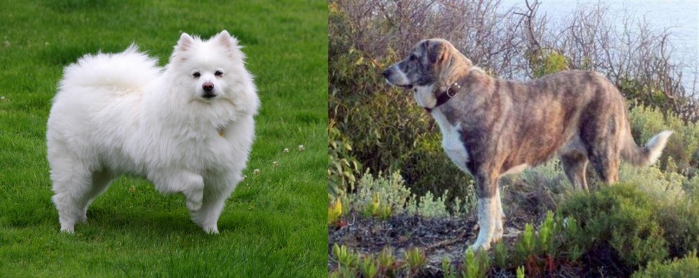 Rafeiro do Alentejo vs American Eskimo Dog - Breed Comparison