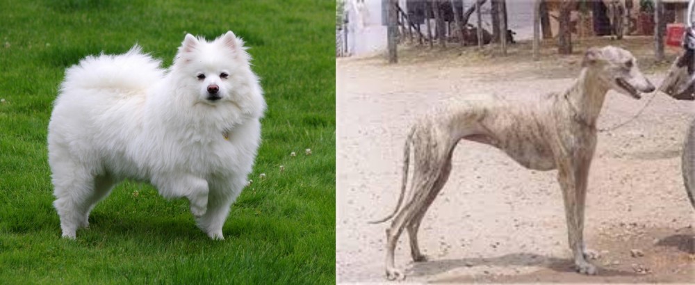 Rampur Greyhound vs American Eskimo Dog - Breed Comparison