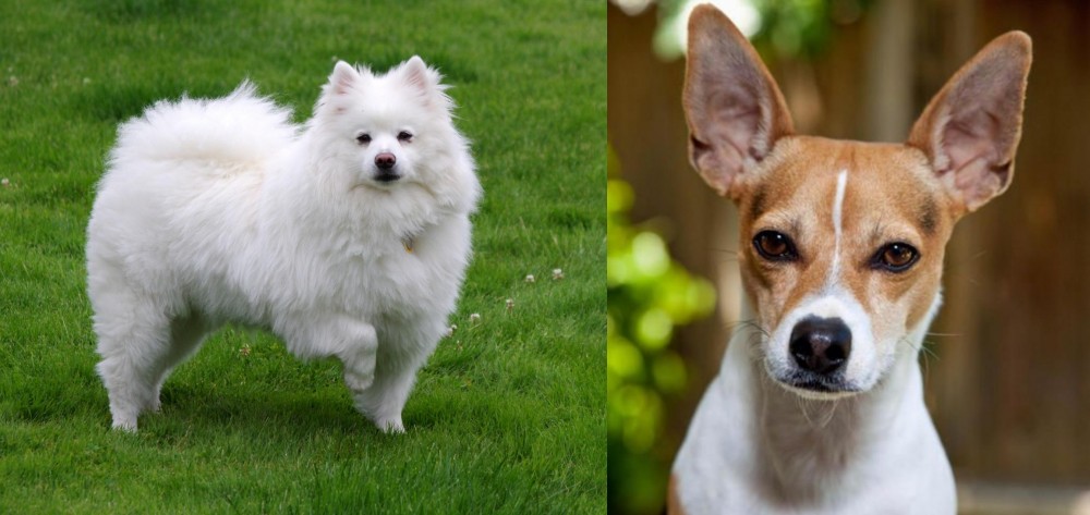 Rat Terrier vs American Eskimo Dog - Breed Comparison