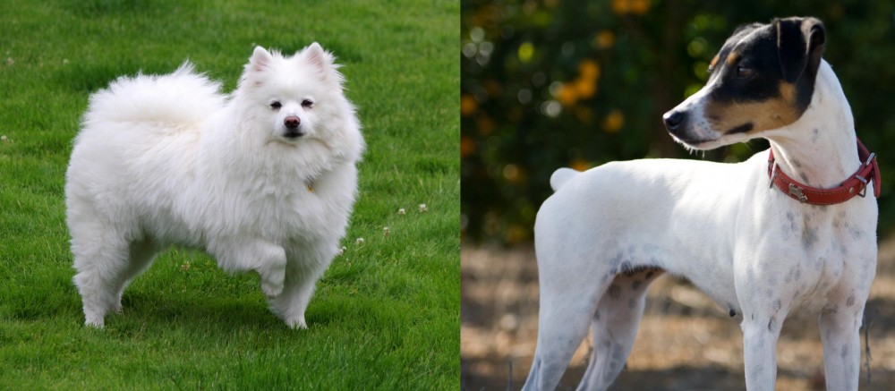 Ratonero Bodeguero Andaluz vs American Eskimo Dog - Breed Comparison