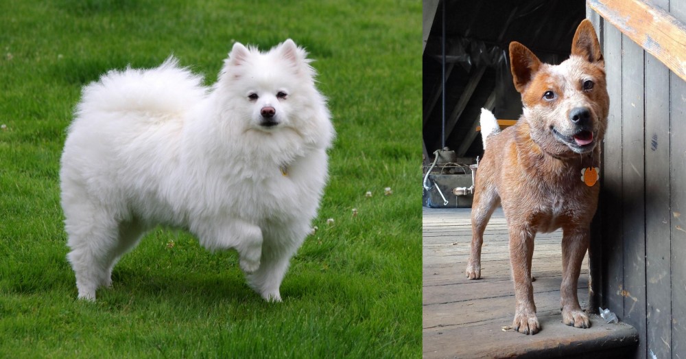 Red Heeler vs American Eskimo Dog - Breed Comparison