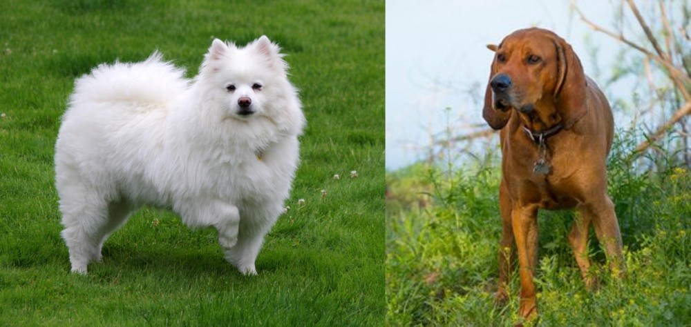 Redbone Coonhound vs American Eskimo Dog - Breed Comparison