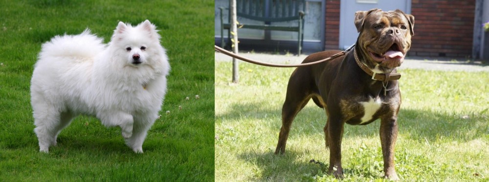 Renascence Bulldogge vs American Eskimo Dog - Breed Comparison