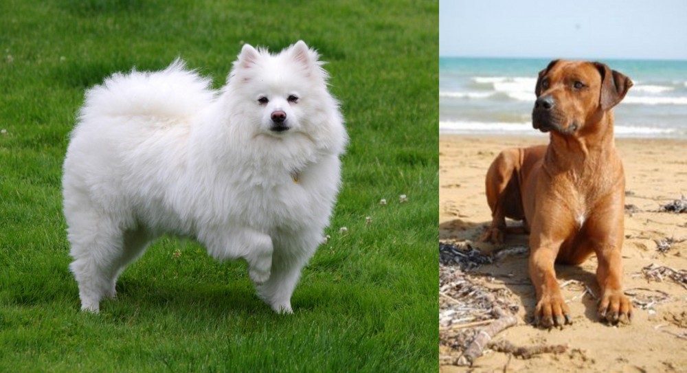 Rhodesian Ridgeback vs American Eskimo Dog - Breed Comparison