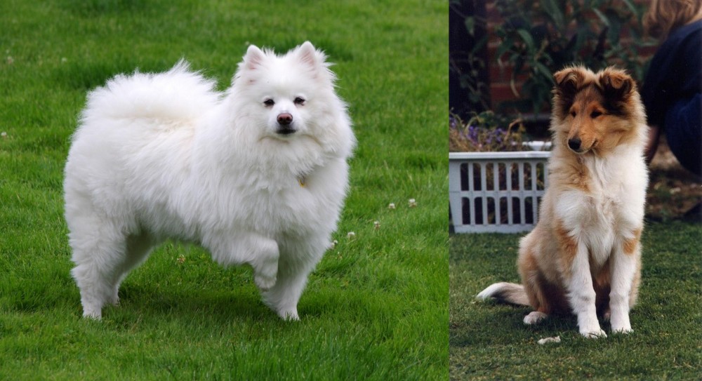 Rough Collie vs American Eskimo Dog - Breed Comparison