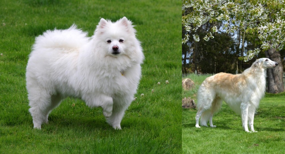 Russian Hound vs American Eskimo Dog - Breed Comparison