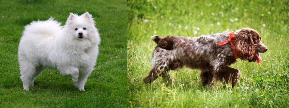 Russian Spaniel vs American Eskimo Dog - Breed Comparison