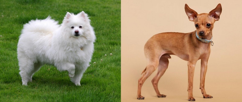 Russian Toy Terrier vs American Eskimo Dog - Breed Comparison