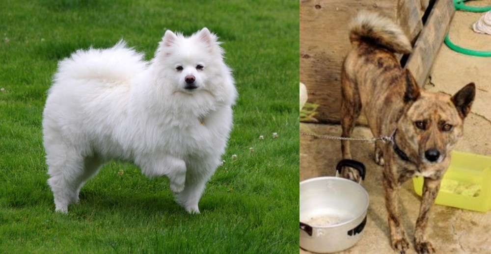 Ryukyu Inu vs American Eskimo Dog - Breed Comparison