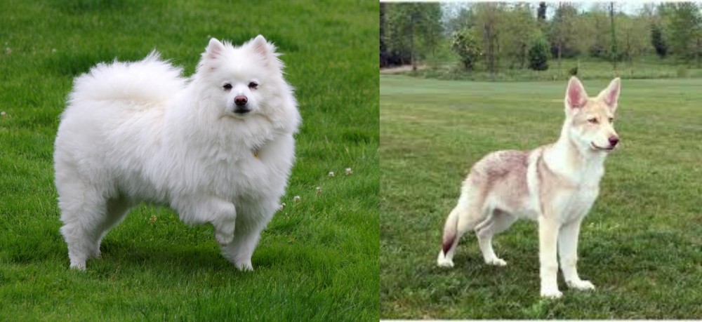 Saarlooswolfhond vs American Eskimo Dog - Breed Comparison