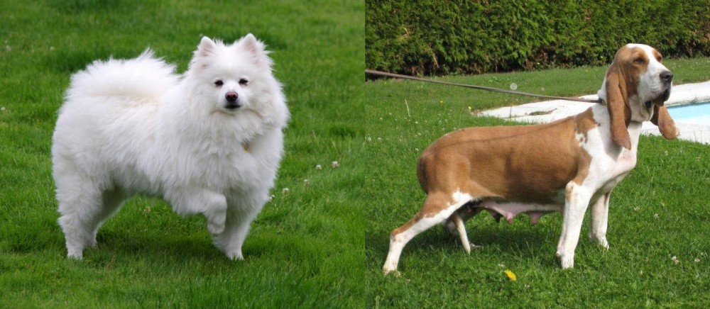 Sabueso Espanol vs American Eskimo Dog - Breed Comparison