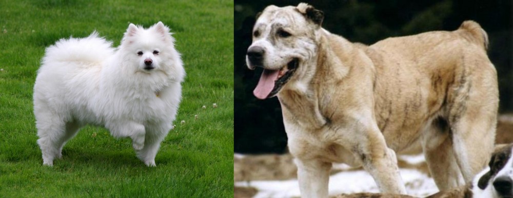 Sage Koochee vs American Eskimo Dog - Breed Comparison