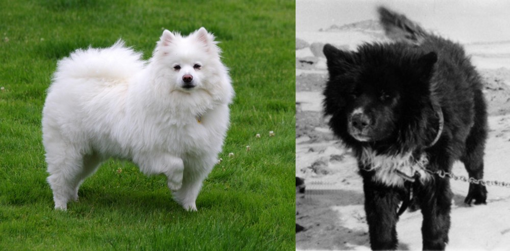 Sakhalin Husky vs American Eskimo Dog - Breed Comparison