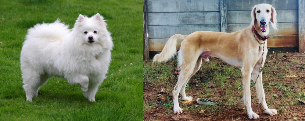 Saluki vs American Eskimo Dog - Breed Comparison