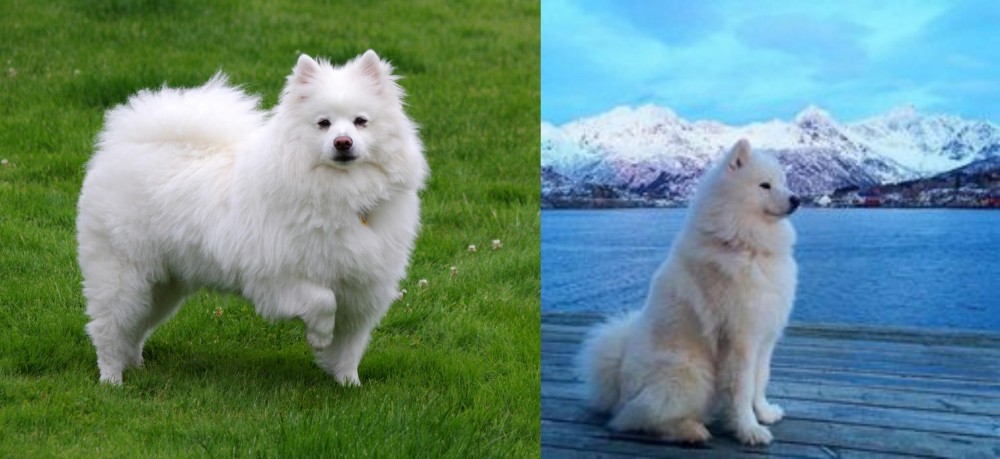 Samoyed vs American Eskimo Dog - Breed Comparison