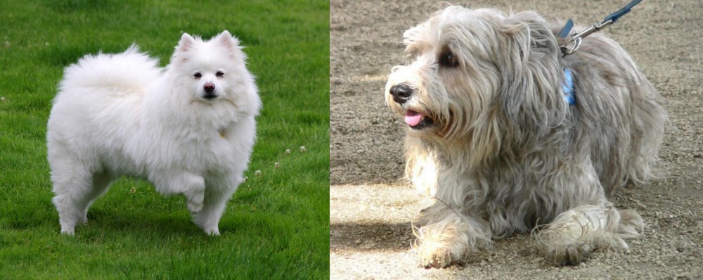 Sapsali vs American Eskimo Dog - Breed Comparison