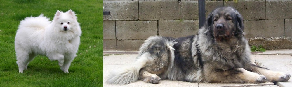 Sarplaninac vs American Eskimo Dog - Breed Comparison