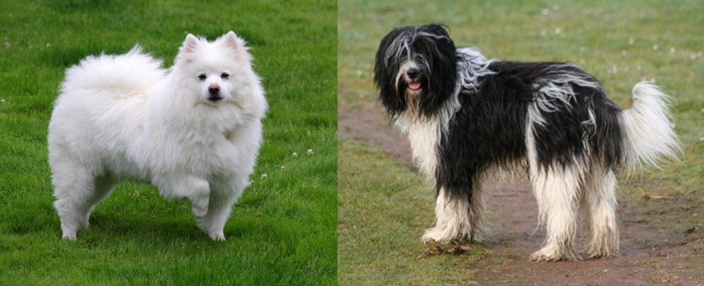 Schapendoes vs American Eskimo Dog - Breed Comparison