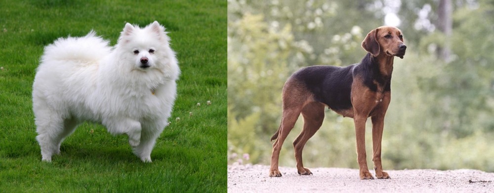 Schillerstovare vs American Eskimo Dog - Breed Comparison