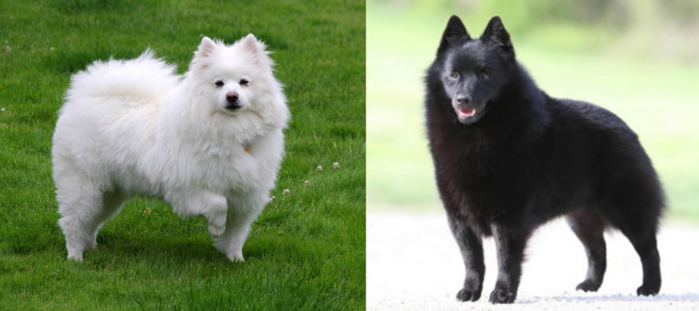 Schipperke vs American Eskimo Dog - Breed Comparison