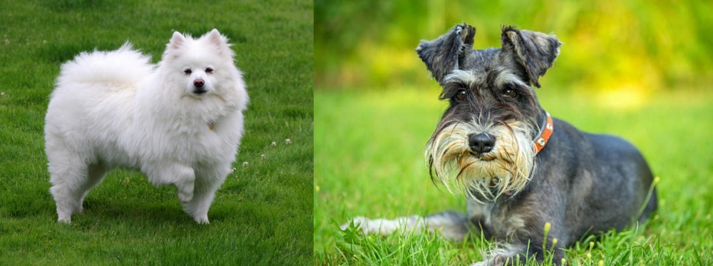 Schnauzer vs American Eskimo Dog - Breed Comparison